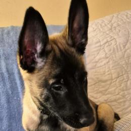 Puppy 3 - Mahogany male Belgian Malinois puppy in Coral, Michigan from Leash of Honor LLC
