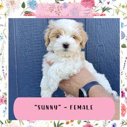 Havanese Puppies from A Batch of Cookie’s