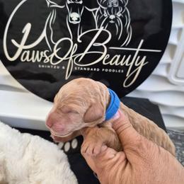 Blue - Red  male Poodle puppy in El Paso, Texas from Paws Of Beauty