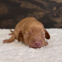 Rufus - Red male Dachshund puppy in Dothan, Alabama from Little House Pups
