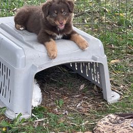 Aussiedoodle, Australian Shepherd, Miniature American Shepherd, and Miniature Australian Shepherd Puppies from Bline's Awesome Aussies