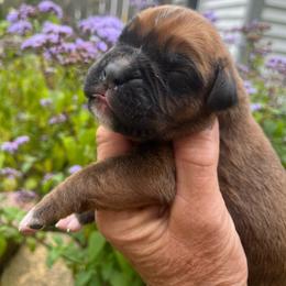 Black mask fawn 3 - Fawn male Boxer puppy in Plainwell, Michigan from Hope's Beautiful Boxers