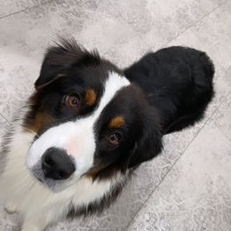 Fallon - Australian Shepherd