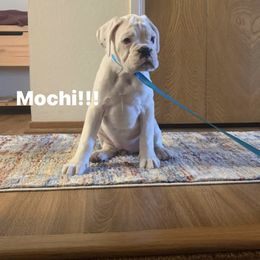 Boxer Puppies from Von Royal Dell’Infinite