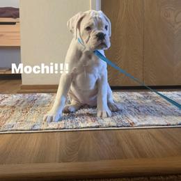 Boxer Puppies from Von Royal Dell’Infinite