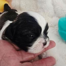 Onyx - Black gold and white male Shih Tzu puppy in Fallon, Nevada from Grandma Ts Precious Puppies