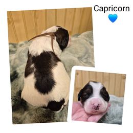 Capricorn - Black white and tan male Springerdoodle puppy in Freeland, Michigan from McNally's Springer Spaniels