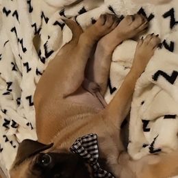 Pug All Grown Up from Little River Canyon Pugs