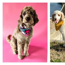 Labradoodle puppies from Howdy Doodles