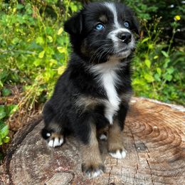 Australian Shepherd Puppies from Dandelion Farms PDX