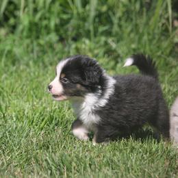 Alison - Black tri female Miniature American Shepherd puppy in Tiskilwa, Illinois from First Harmony Farms