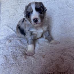 Jagger - Blue merle male Australian Shepherd puppy in San Tan Valley, Arizona from SJR AUSSIES