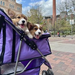 Pembroke Welsh Corgi Puppies from Campbell Ranch Corgis