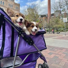 Pembroke Welsh Corgi Puppies from Campbell Ranch Corgis