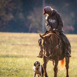 Border Collies from Oak Hollar Farm