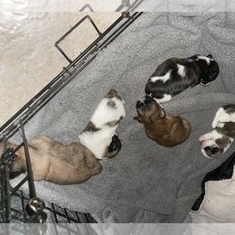 Shih Tzu Puppies from LiL ShihtZ