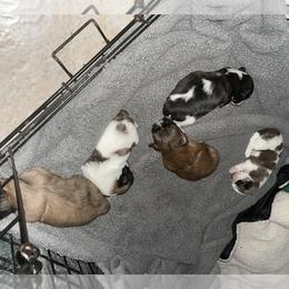 Shih Tzu Puppies from LiL ShihtZ
