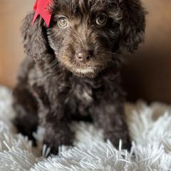 SIERRA - female Australian Mountain Doodle puppy in Bristow, Oklahoma from 10-Acre Woods Cockapoos