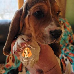 Billy - Black brown and white male Basset Hound puppy in Princeton, Minnesota from Blissful Basset Hounds