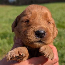 Boy 1 - male Golden Retriever puppy in Midland, North Carolina from Alger Farm, LLC