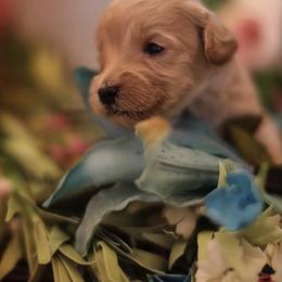 Australian Labradoodle Puppies from Majestic Labradoodles