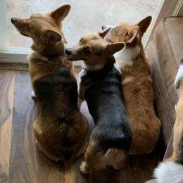 Pembroke Welsh Corgis from Mystery Acres