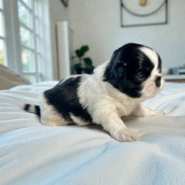 AKC-Maverick - Black and white male Shih Tzu puppy in Mooresville, North Carolina from Juji Shih Tzu