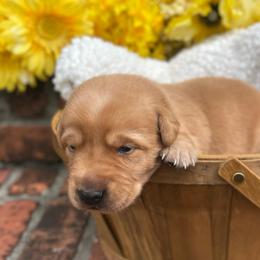 Red Collar Male - Yellow male Labrador Retriever puppy in Hurtsboro, Alabama from PARK’s Family Farm