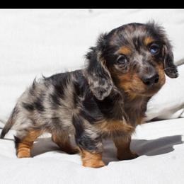 Nellie - Dachshund