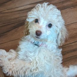 Poodles from Little Puppy Love