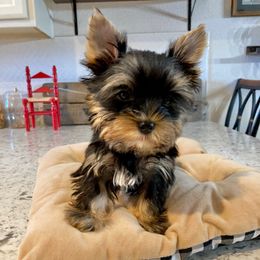Benjamin (TEACUP) - Blue and gold male Yorkshire Terrier puppy in Yuma, Arizona from Yuma Yorkie