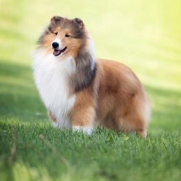 Jamie - Shetland Sheepdog