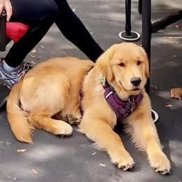 Golden Retriever Puppies from OPK GOLDENS