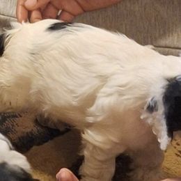 Cocker Spaniels from Mekas Cocker Spaniel