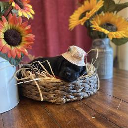 Labrador Retriever Puppies from Joy Luck Labs, LLC