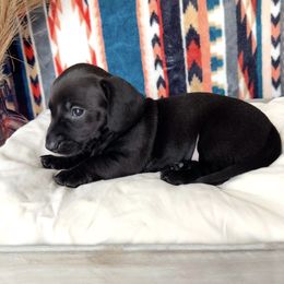 Dachshund Puppies from Wildflower Weenies