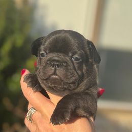 Prada - Brindle female French Bulldog puppy in Renton, Washington from Laurel Canyon Kennels