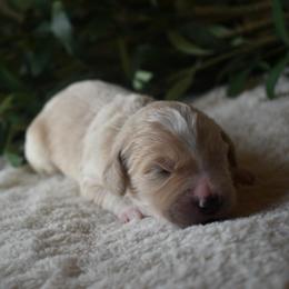 Male 1 - Red  male Goldendoodle puppy in Angola, Indiana from Classic City Doodles