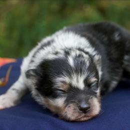 Maple - Blue merle male Pomeranian puppy in Bremen, Indiana from AMS Pomeranians and Pomskies in Indiana