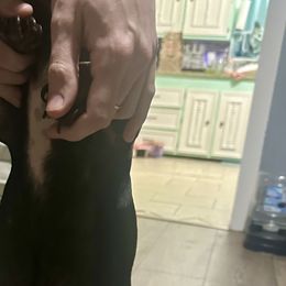 Dachshund Puppies from Doxi Delights