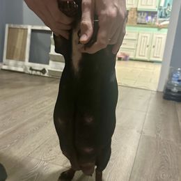 Dachshund Puppies from Doxi Delights