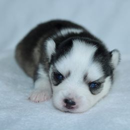 Zoey - Silver female Pomsky puppy in Clarkston, Utah from Red Rock Ranch Breeders