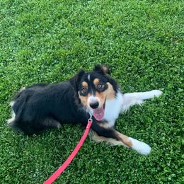 Australian Shepherd All Grown Up from CoralBlitz Australian Shepherd