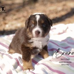Bruno - RTM - Red tri male Miniature Australian Shepherd puppy in Nacogdoches, Texas from TK Standard, Mini, & Toy Aussies