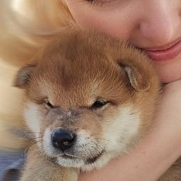 Shiba Inu Puppies from Diwasou
