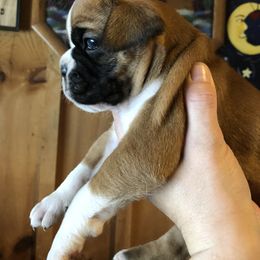 Boxer, Dalmatian, and Rottweiler Puppies from Poconopaws