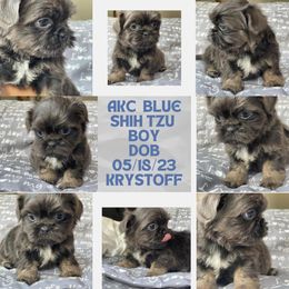 Krystoff - Shih Tzu puppy in Florida from Rock Creek Shih Tzus