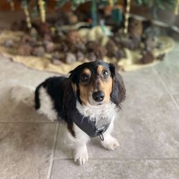 Clyde - Dachshund