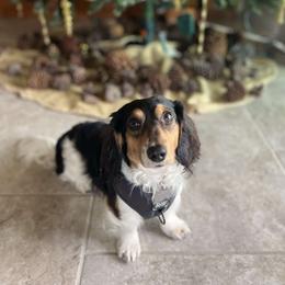 Clyde - Dachshund