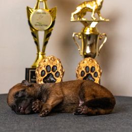 Girl 3 - Fawn female Belgian Malinois puppy in Lincoln, Nebraska from Nebraska K9